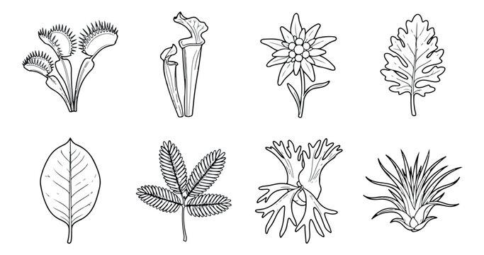 Vintage botanical line art icons, set of 8 exotic plant and leaf illustrations, black and white floral vector sketches