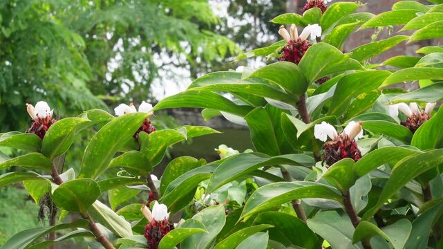 Crepe ginger flowering plant with vibrant red bloom