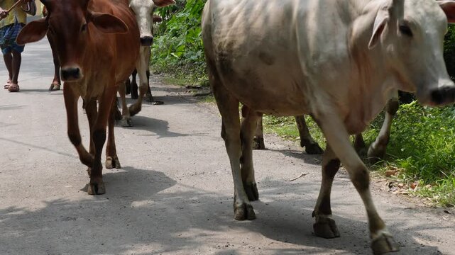 Zebu cattle herd walking along a rural road
