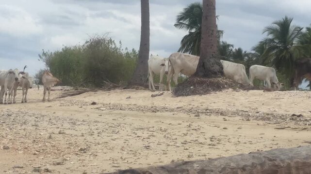 Cattle walking along a sandy beach in Batticaloa, Sri Lanka