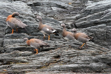 Caiquen duck on wet rocky shore © Constanza
