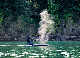 Orca whale exhaling close to the rocky shoreline of the San Juan Islands, Washington © Kristie