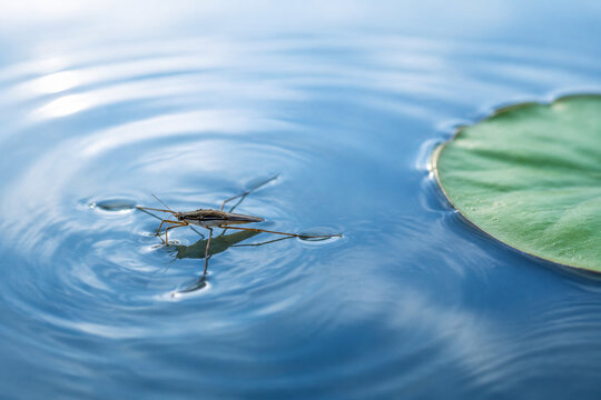 Water strider insect on calm blue water with lily pad, nature and aquatic ecosystem concept