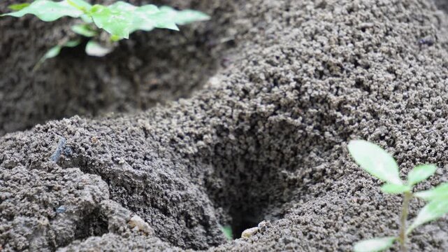 Close up of small insect burrow entrance in textured soil