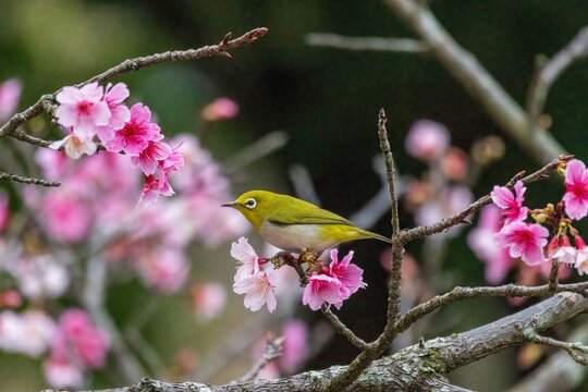 A tiny Japanese white-eye perches delicate on a thin branch, feeding on pink cherry blossoms. Its olive-green back and white eye ring stand out beautifully in lush foliage.