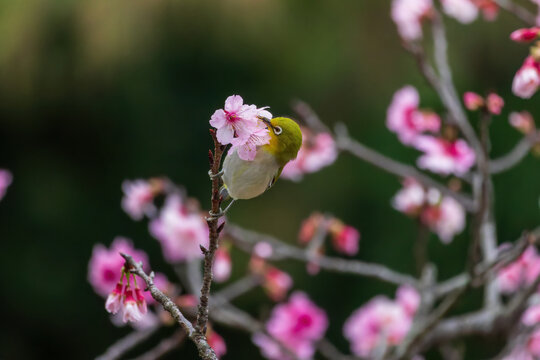 A tiny Japanese white-eye perches delicate on a thin branch, feeding on pink cherry blossoms. Its olive-green back and white eye ring stand out beautifully in lush foliage.