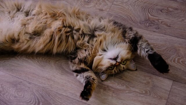 Close-up portrait of cute beloved cat, lounging, lying on back.  He is a sweet cat who enjoys attention. Relaxing on the sofa and looking happy. funny pets. Calmness, peace, tranquil ambiance