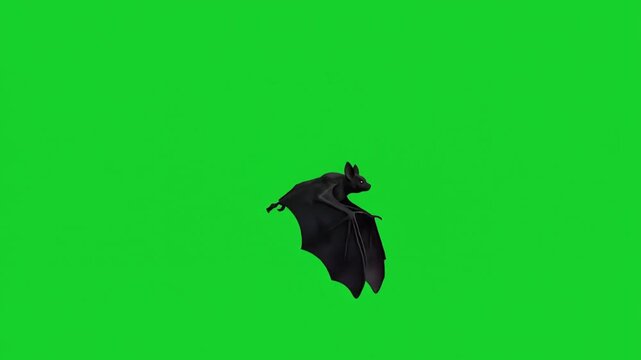 Flying Bat in Dark Night Sky with Green Screen Background