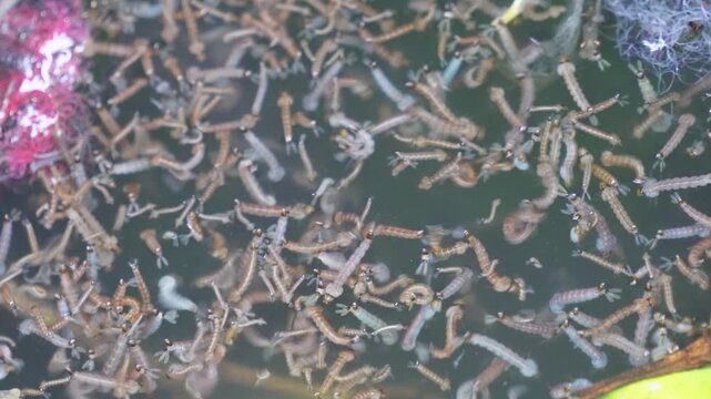 Dengue mosquito larvae wriggling in standing water