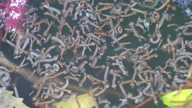 Mosquito larvae wrigglers developing in stagnant standing water