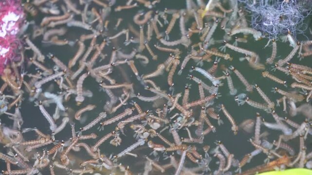 Mosquito larvae swimming in stagnant water