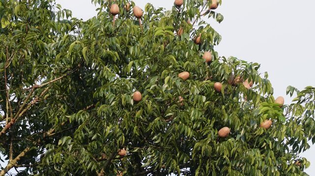 Ripe sapodilla chikoo fruits growing on tropical tree with green foliage