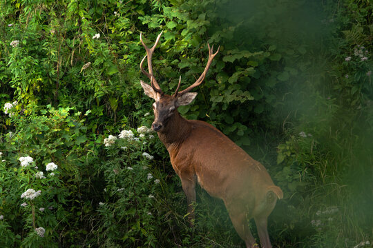 Red deer in green forest.