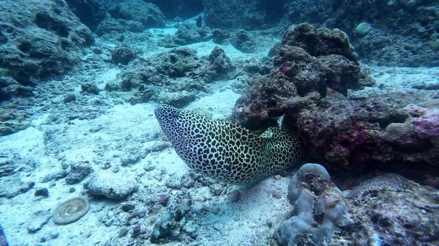Weh Island, Indonesia : Underwater footage of honeycomb moray eel between rocks in Rubiah Island, famous dive site in Weh island of Sabang in Aceh, Indonesia