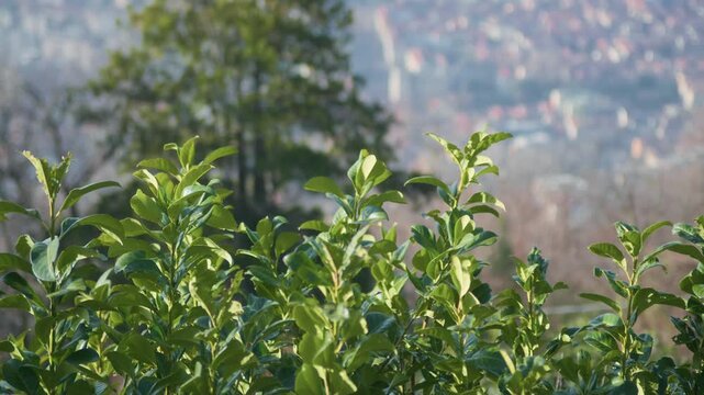 Fresh green laurel shrub foliage swaying gently in breeze with blurred cityscape background on sunny spring day.