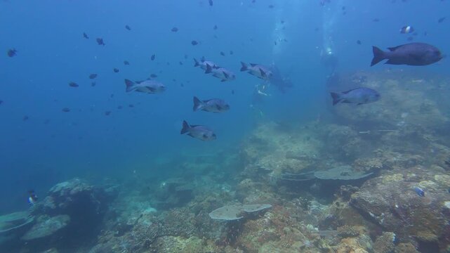 Weh Island, Indonesia : Slow motion panoramic footage of school of black and white snappers swim above rocky coral reefs with divers in the background during a dive in Arus Balee, famous dive site in 