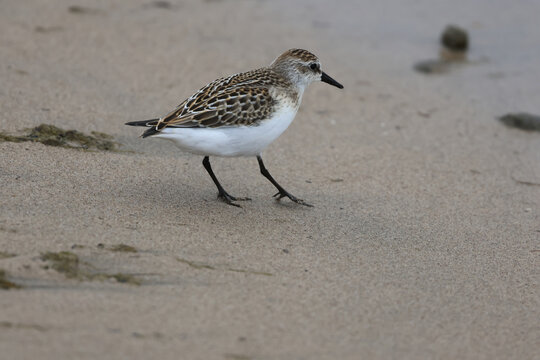 Sanderling Shorebird Walking Across Wet Sand Near the Water
