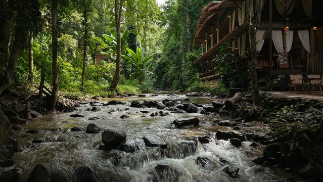 A peaceful forest stream flowing through Chiang Dao
