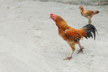 Rooster or Gallus gallus domesticus which has beautiful and bright colored feathers © ChairilAzmi