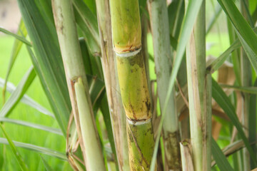 Obraz premium Yellow sugar cane plant or saccharum officinarum which displays sugar cane stalks containing fresh sugar cane juice which is the raw material for making granulated sugar