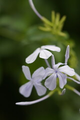 Fototapeta premium An sprawling evergreen shrub featuring clusters of sky-blue, phlox-like flowers contrasting against smooth, light green leaves.