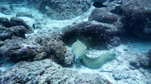 Weh Island, Indonesia : Underwater footage of honeycomb moray eel swims into a rock Rubiah Island, famous dive site in Weh island of Sabang in Aceh, Indonesia