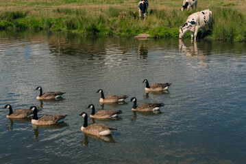 Canada geese Branta canadensis swimming in a pond beside grazing cows in the countryside - 4 September 2026. © IBRESTER