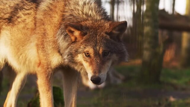 wolf in the woods