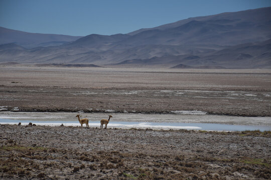 puna de catamarca