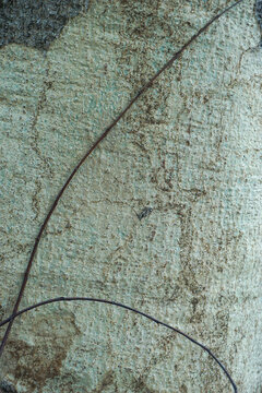 A close-up of the rough, abstract texture of a tree trunk with the outer bark peeling off, revealing the light-colored inner wood underneath, complete with black moss and traces of soil.