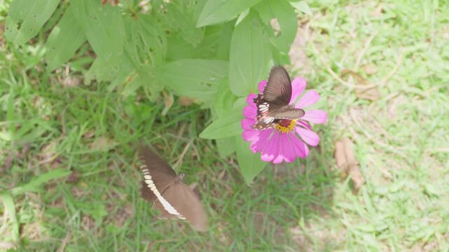 Two butterflies feeding nectar from pink zinnia flower in garden, natural environment, insect behavior, and biodiversity, one landing while another waiting and flying, wildlife behavior, pollination