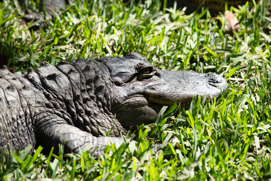this is a close up of an alligator hiding in the grass