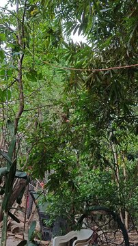 Adjusting Extension Cord Cable Over Green Garden Tree Branches