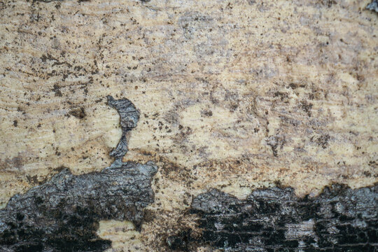A close-up of the rough, abstract texture of a tree trunk with the outer bark peeling off, revealing the light-colored inner wood underneath, complete with black moss and traces of soil.