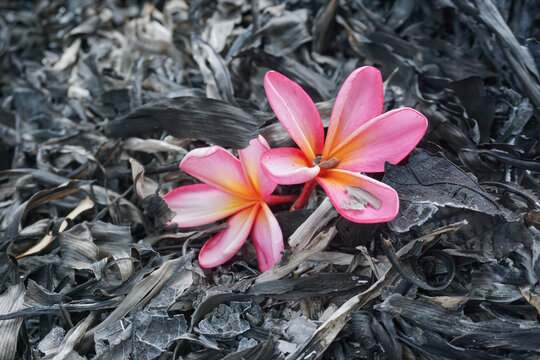 Beautiful pink plumeria flowers on the dark, scorched ground, covered in black ash and burnt leaves, create a strong contrast between life and destruction.