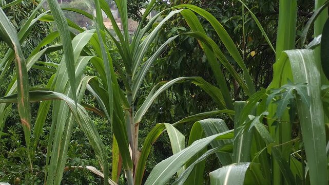 Sugarcane Stalks with Raindrops Fresh Green Leaves Background