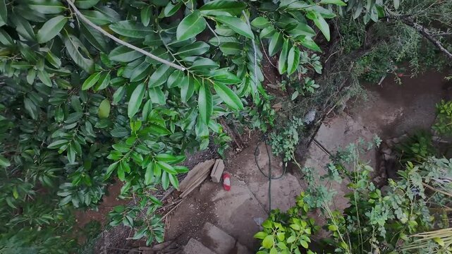 Drone Filming Small Puppy Dog Walking Around Dirt Garden Yard