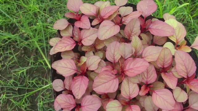 Red amaranth plants (Amaranthus tricolor) cultivated in large black polybags in a home garden or small-scale farm. The vivid reddish-purple leaves and stems stand out against the dark soil