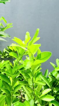 Close up of vibrant green plant leaves against a grey wall background