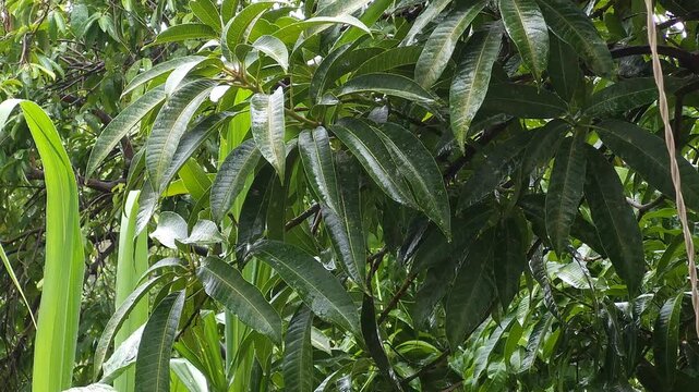 Wet Mango Tree Leaves Dripping with Raindrops in Close Up