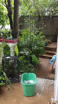 Collecting Rainwater in Green Plastic Bucket in Lush Garden