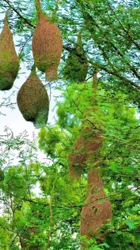 Baya Weaver bird nest hanging from an acacia tree branch