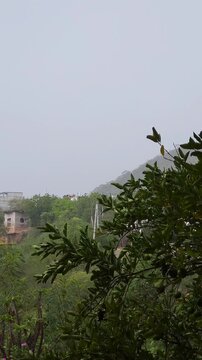 Wind Blowing Tree Branches During Stormy Rain with Mountain View