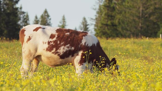 Red and white cow grazing in a scenic yellow wildflower meadow at sunset.