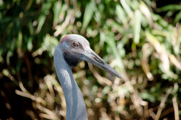 Fototapeta premium this is a close up of a brolga