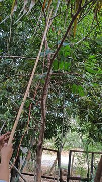 Lifting Extension Cable Into Tree Branches Using Bamboo Pole