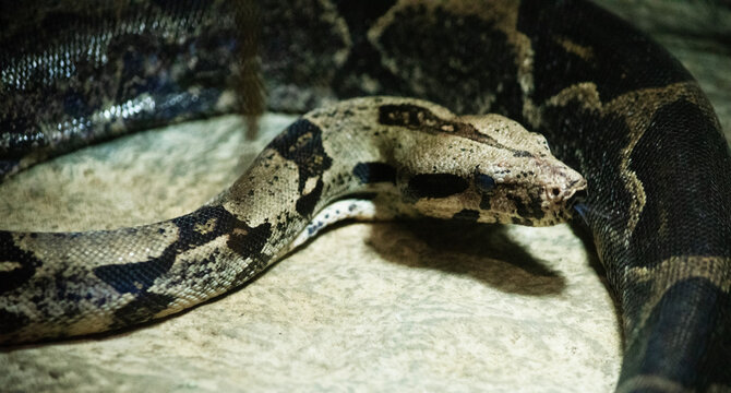 the capet python is on a rock