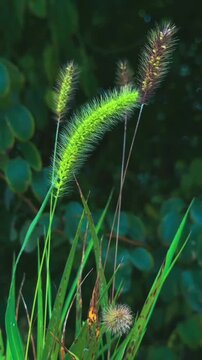 Beautiful green foxtail grass swaying in a natural meadow