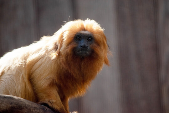 this is a close up of a golden lion tamarin