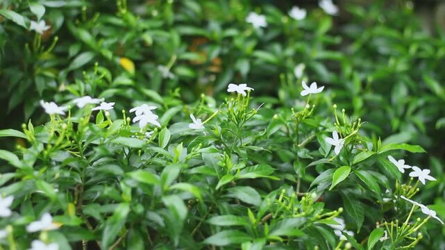 White Pinwheel Flower or Tabernaemontana Divaricata Variegata in Garden, Close-up of a small white pinwheel flower or Tabernaemontana divaricata Variegata surrounded by pale green variegated leaves